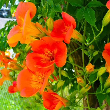 bignone orange