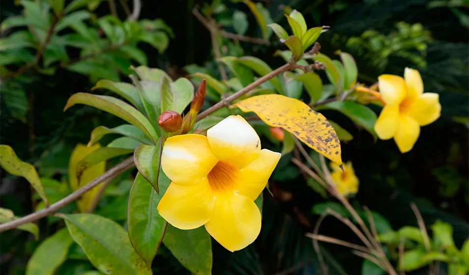dipladenia feuilles jaunes