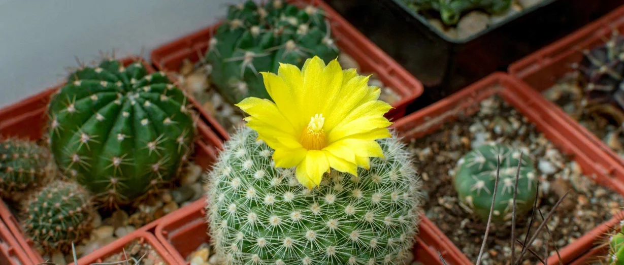 cactus plantation pot