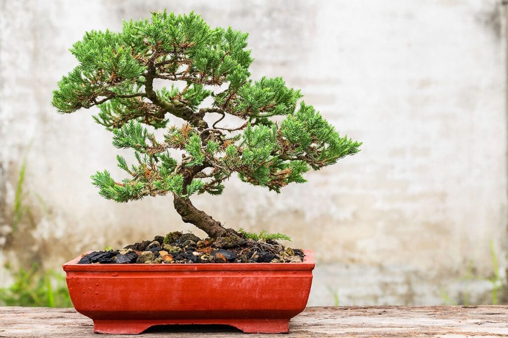 arbre pour interieur