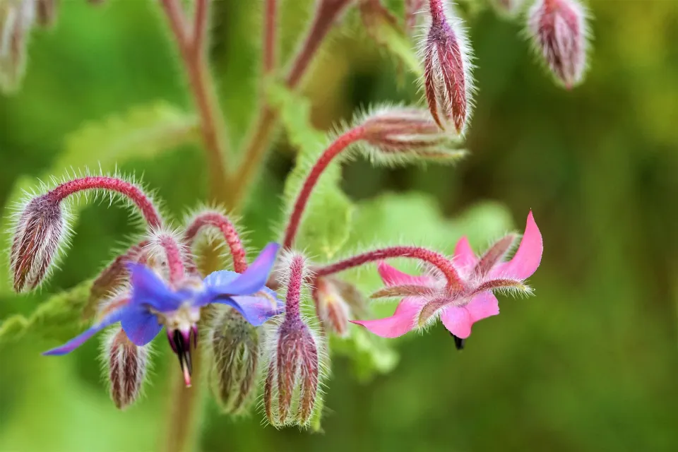 fleurs de bourrache