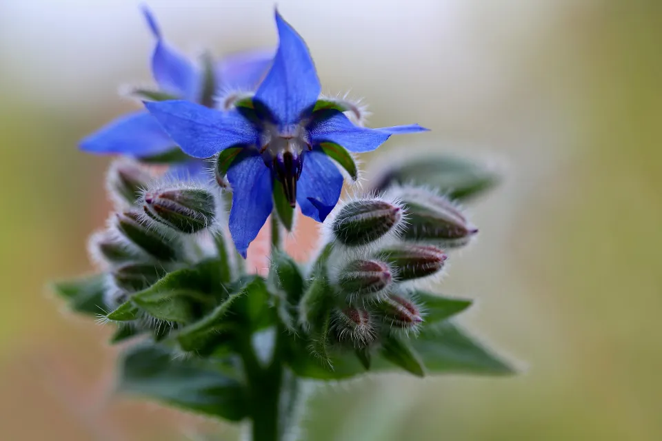 fleurs de bourrache