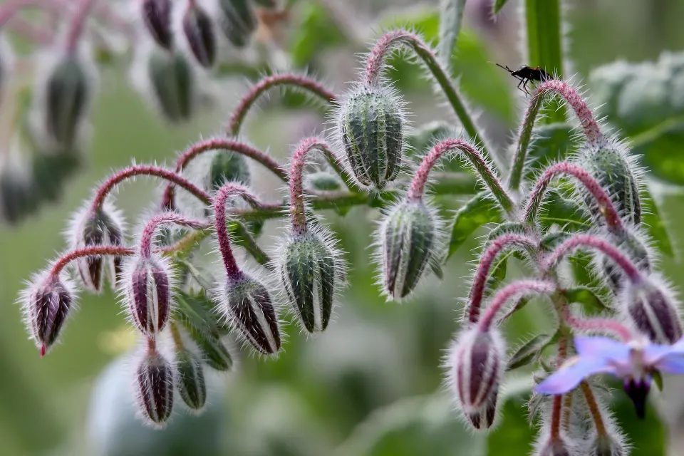 fleurs de bourrache