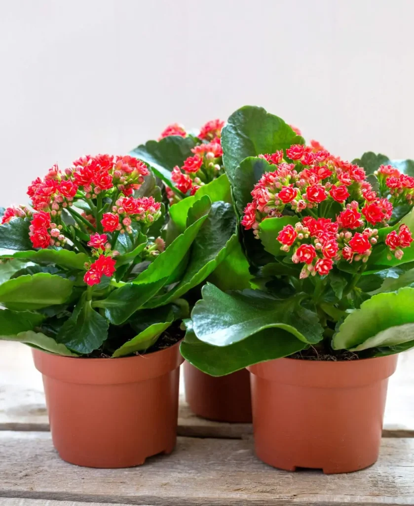 kalanchoe blossfeldiana