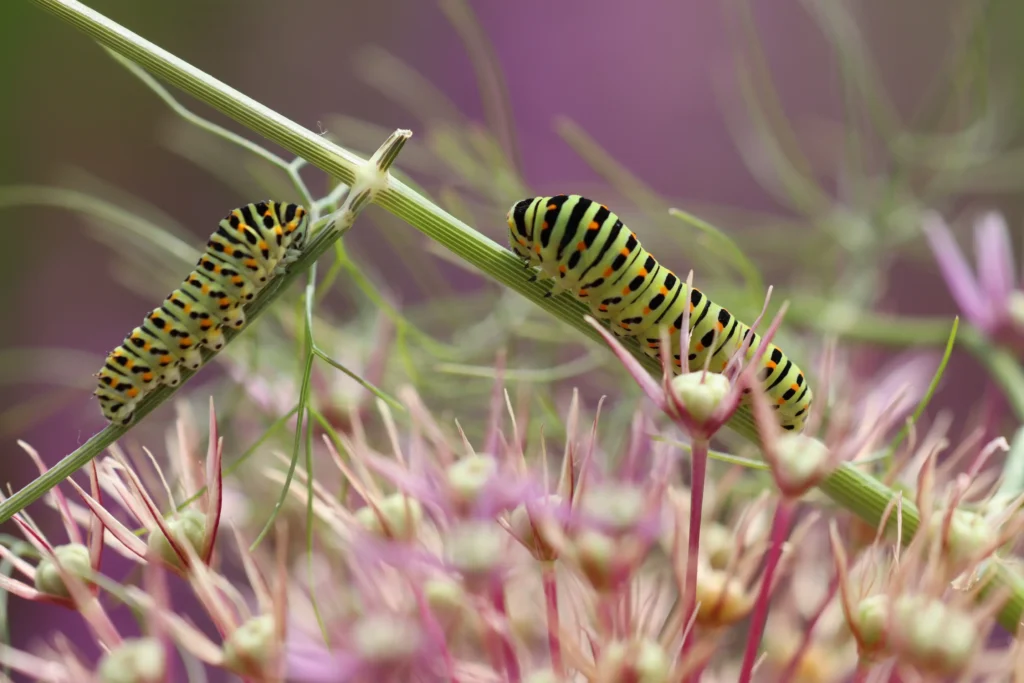 chenille verte papillon