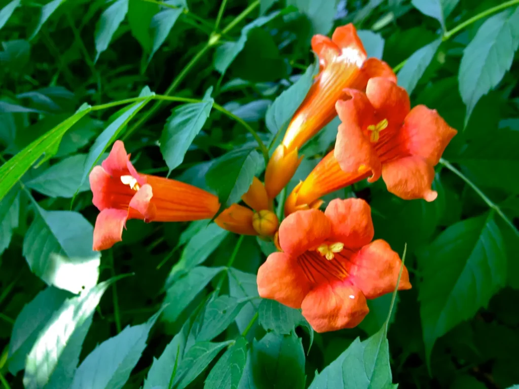 bignone orange