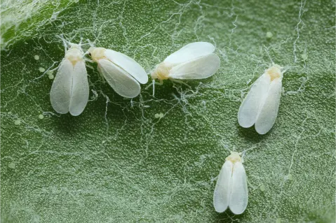 insecte blanc