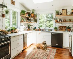 plante dans la cuisine