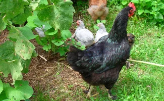 Harco Poule