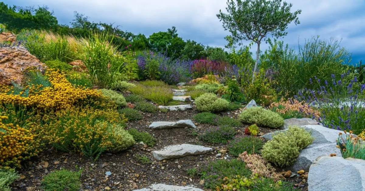 plantes méditerranéennes sans arrosage