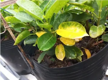 dipladenia feuilles qui jaunissent
