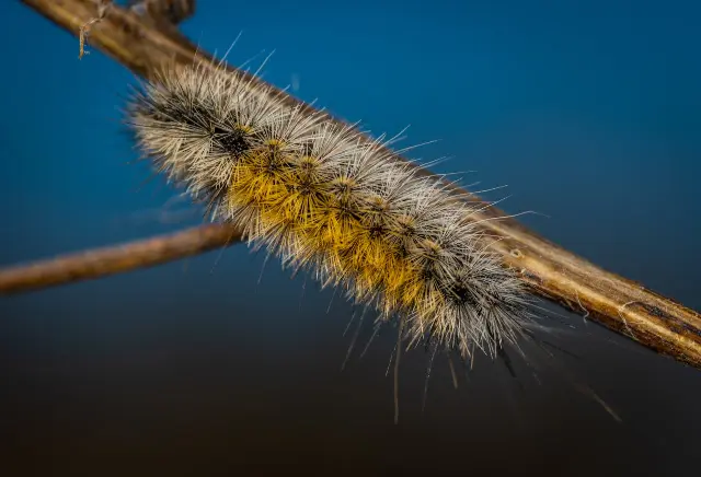 chenilles noir et jaune