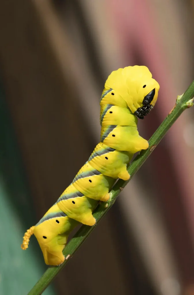 grosse chenille verte