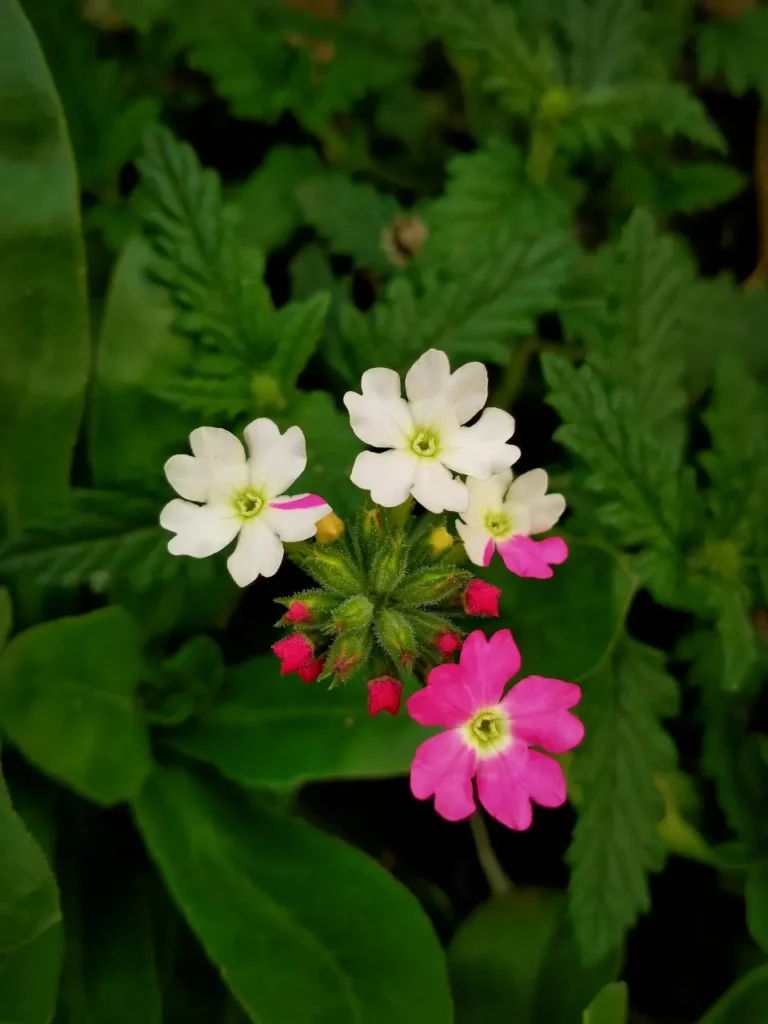 verveine retombante