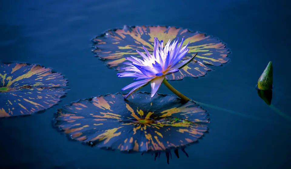 plante bassin