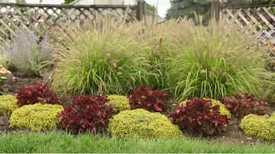 pennisetum rubrum