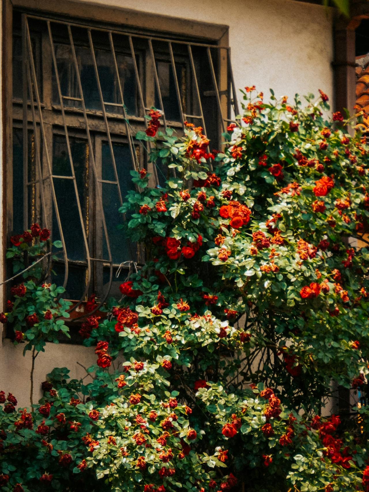 roses grimpantes parfumées