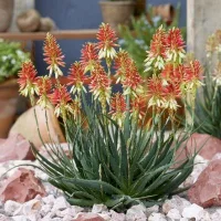 aloe vera en fleurs