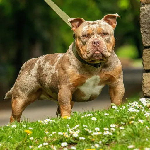 bullylove.fr