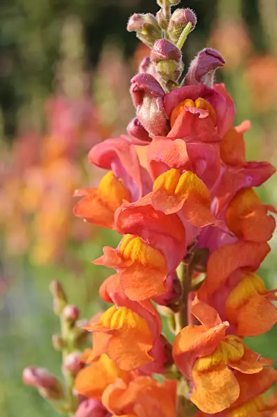 muflier à grandes fleurs
