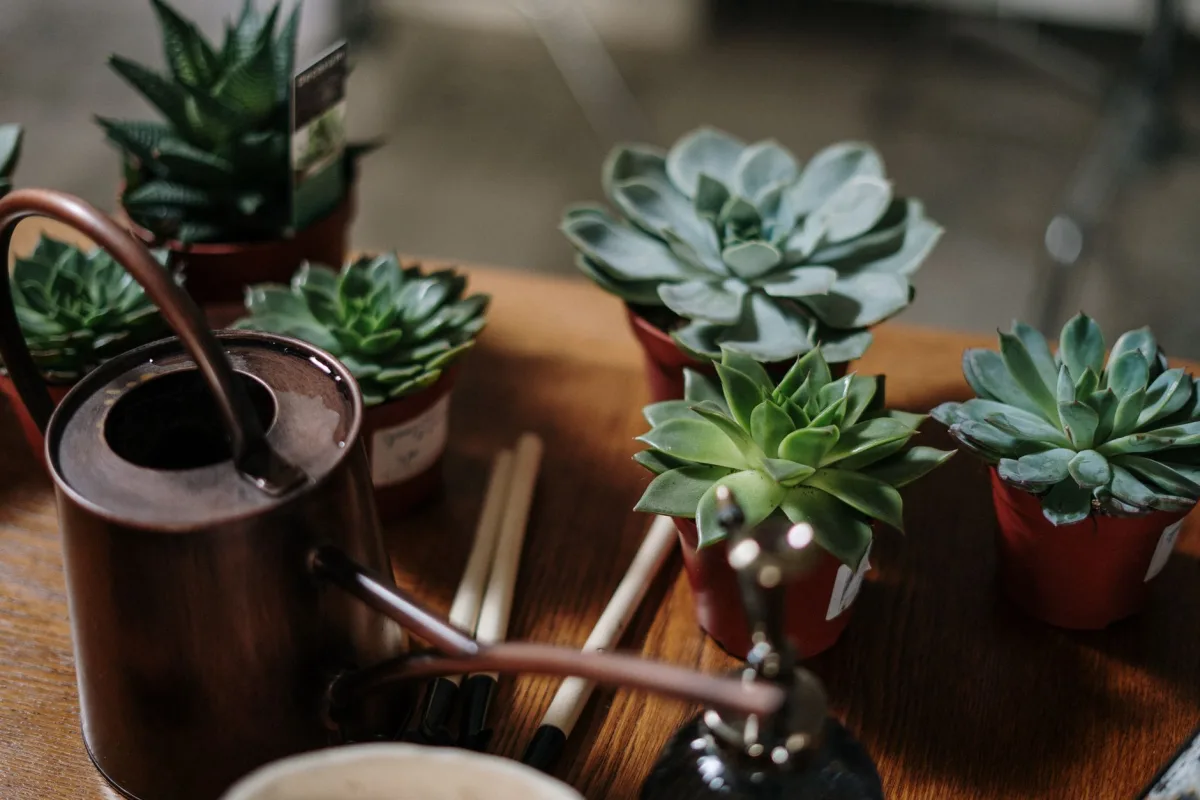 Entretien d’un aloe vera pour favoriser la floraison