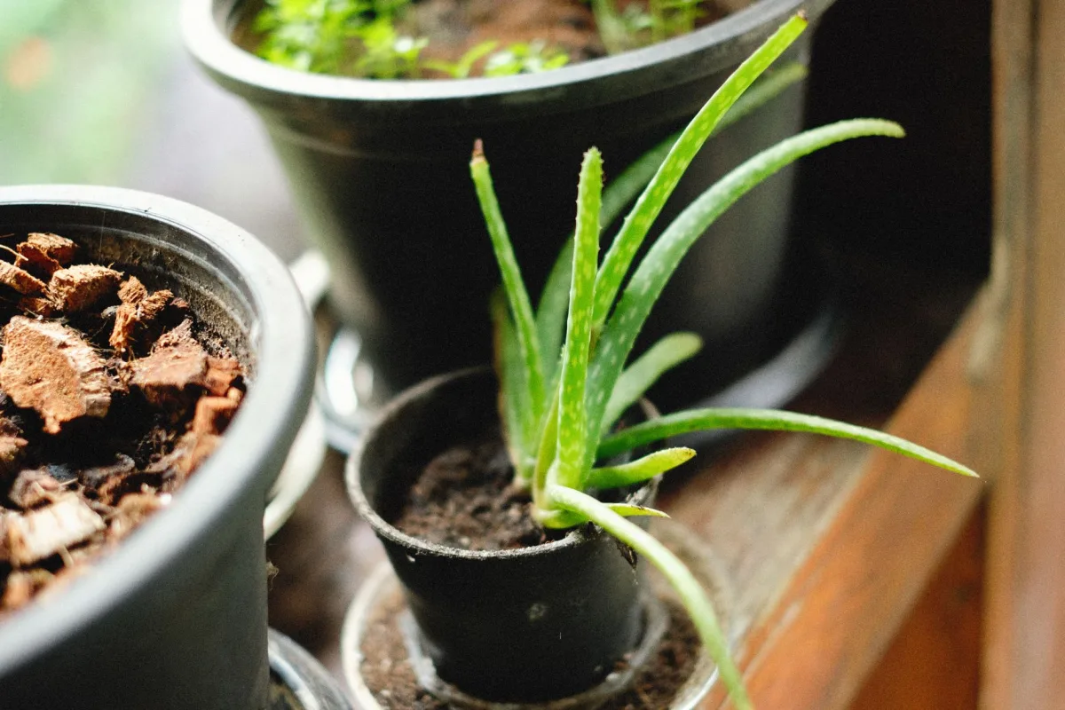 Plante d’aloe vera en pot