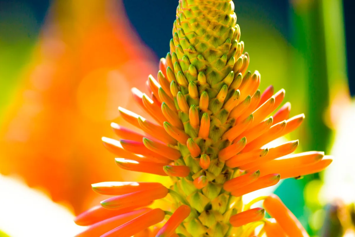 Aloe vera en fleur avec une longue tige florale orange vif