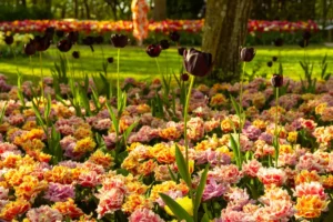 Bulbes a planter en automne dans le jardin