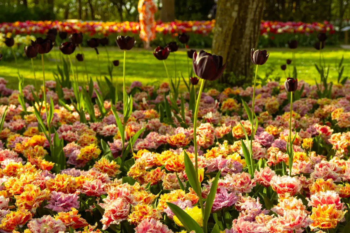 Bulbes a planter en automne dans le jardin