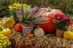 Jardinière d automne avec chrysanthèmes et bruyères sur rebord de fenêtre