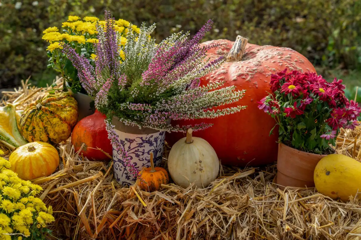 Jardinière d automne avec chrysanthèmes et bruyères sur rebord de fenêtre