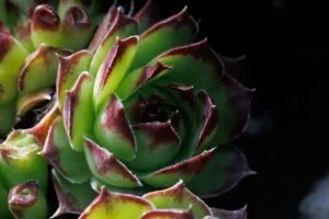 Joubarbe sempervivum en rosette sur rocaille