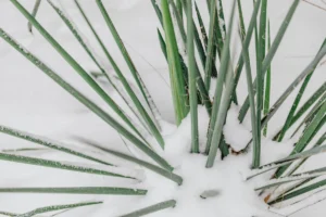 palmier résistant froid jardin France hiver neige