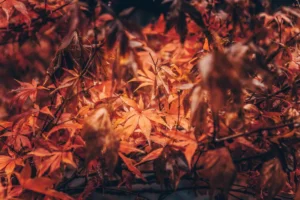 Planter des arbres en automne dans un jardin