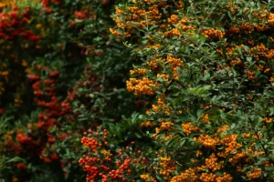 Planter une haie en automne dans un jardin avec des arbustes