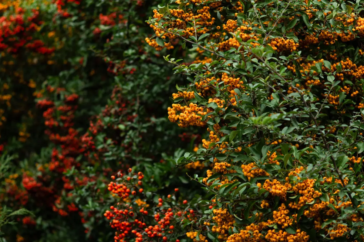 Planter une haie en automne dans un jardin avec des arbustes