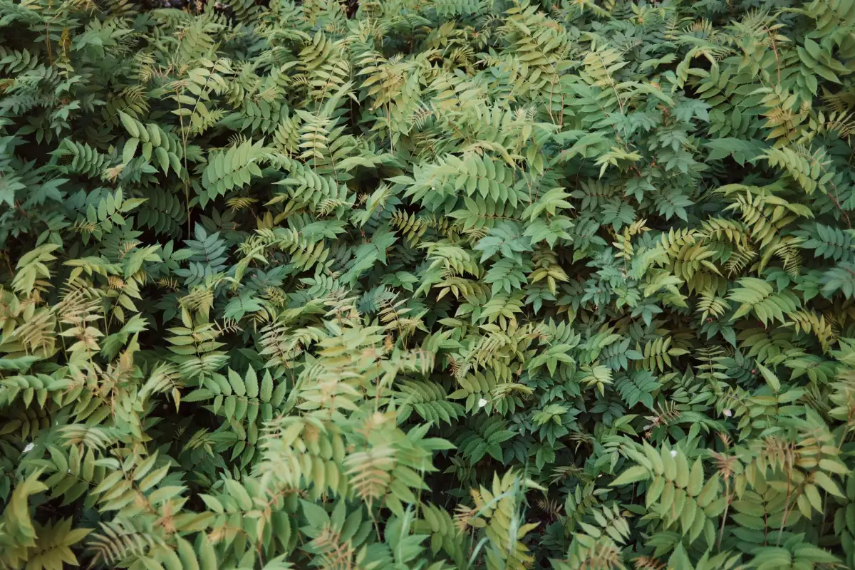 couvre-sol vert dense jardin bien entretenu lierre