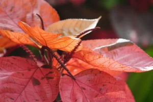 Plantes tropicales à rentrer avant l'automne pour les protéger du froid