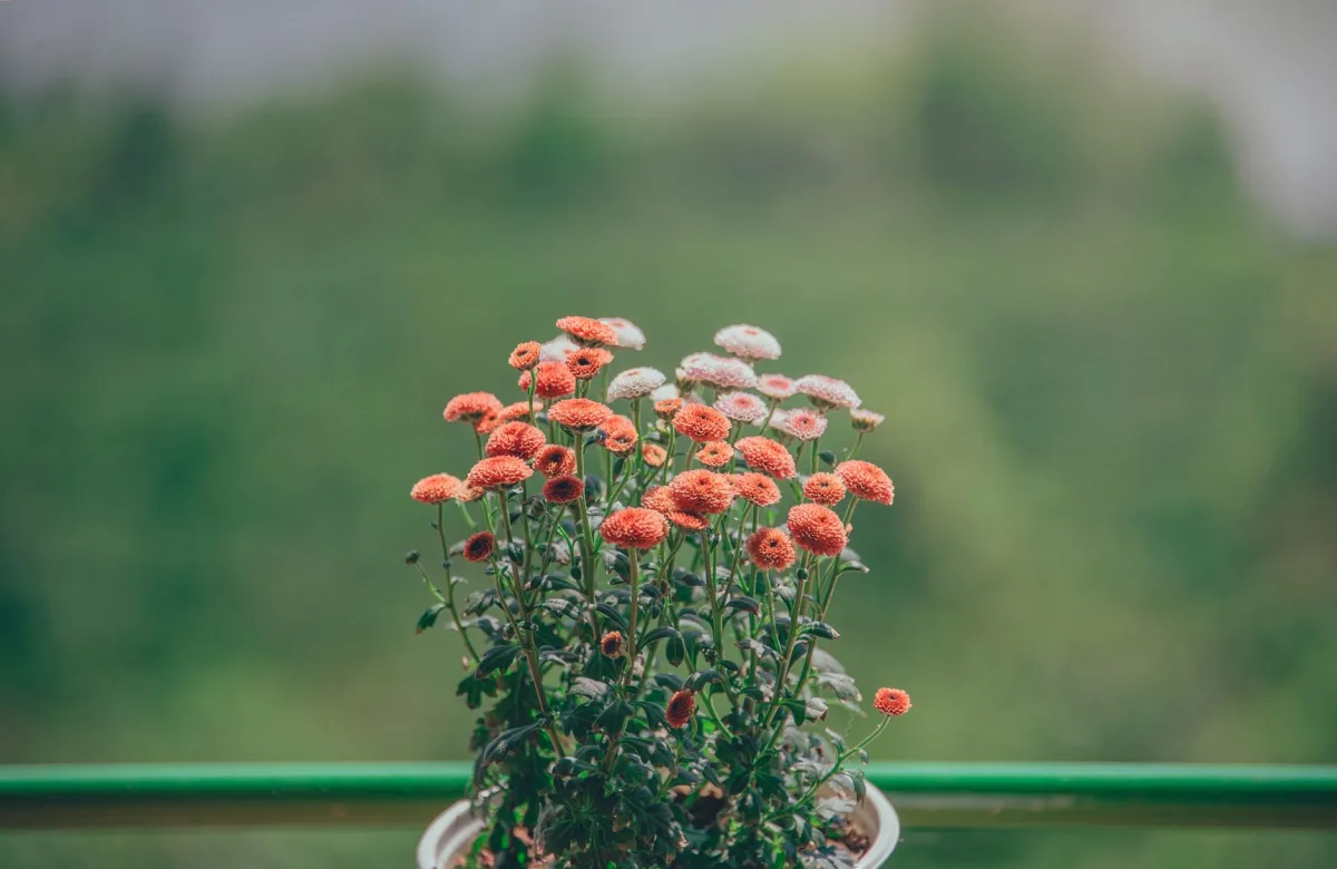 Balcon fleuri en automne avec des plantes de septembre dans des pots colorés