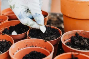 Que semer au potager en septembre