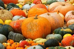Recolte et conservation des courges en hiver