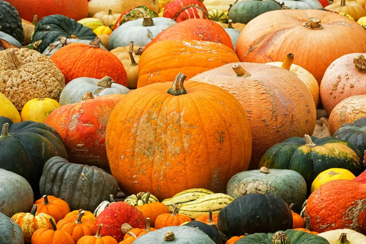 Recolte et conservation des courges en hiver