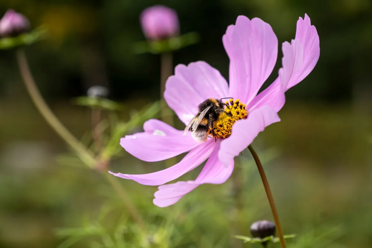 Abeille butinant, pollinisateur à éloigner sans nuire