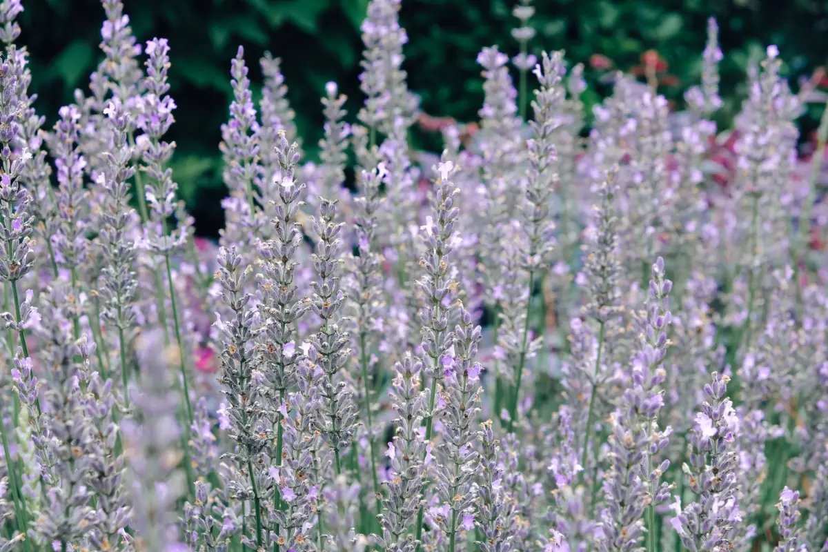 Plantes répulsives naturelles pour éloigner les abeilles