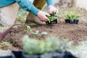 Semis de mache en automne dans le jardin