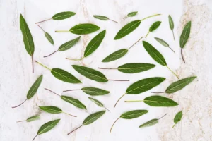 Décoration intérieure vert céladon – mur et ambiance moderne