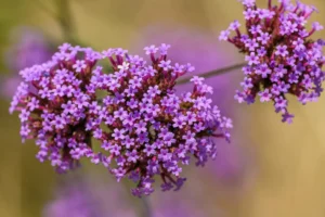 Verveine retombante en fleurs