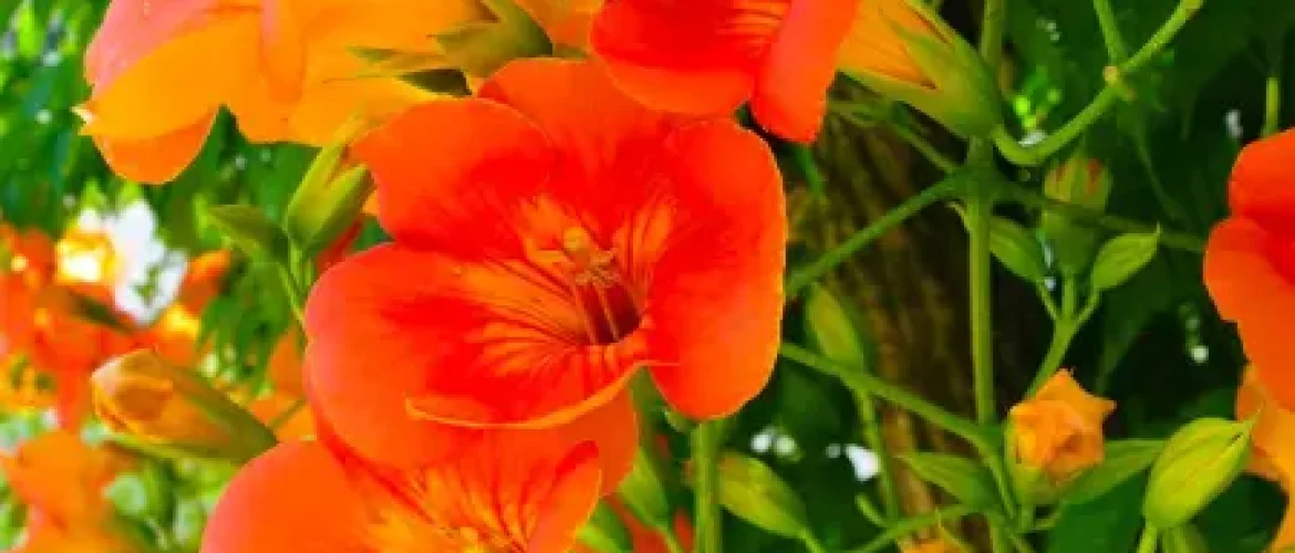 bignone orange