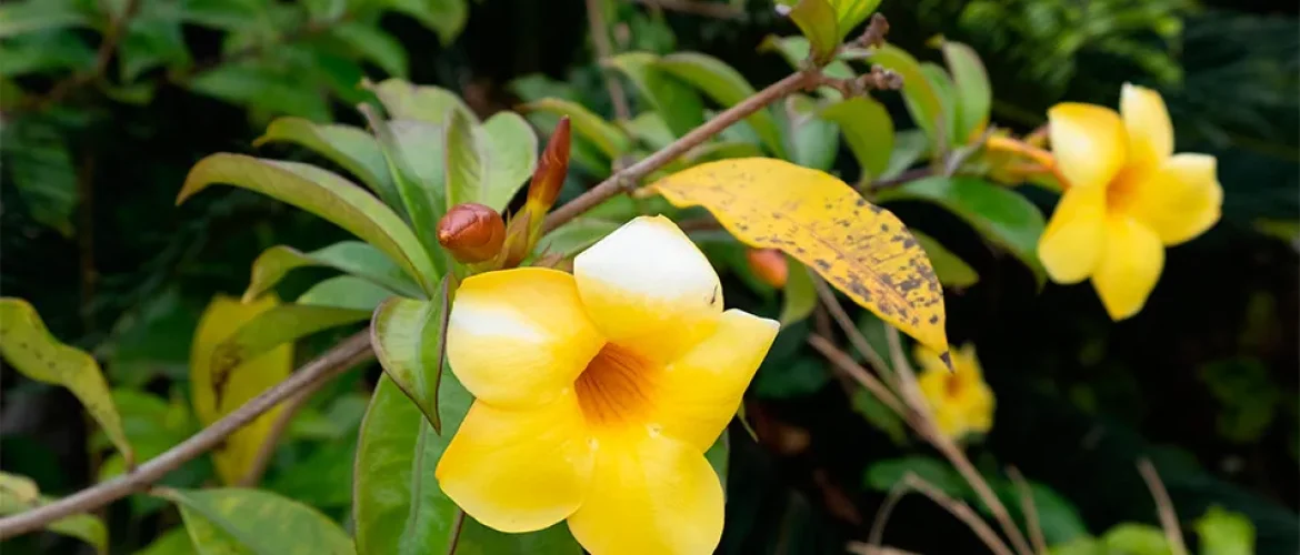 dipladenia feuilles jaunes