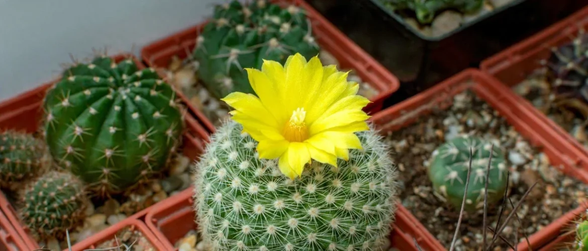 cactus plantation pot